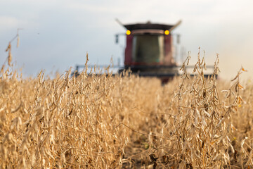 Wall Mural - Harvesting of soybean field with combine.