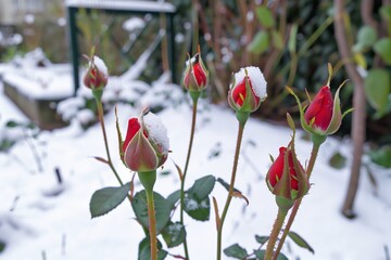 Canvas Print - bright roses peeping out of snow in a winter garden