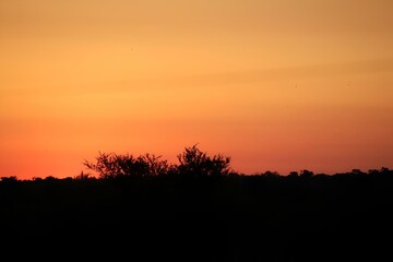 Canvas Print - Dramatic sunset sky over a forest