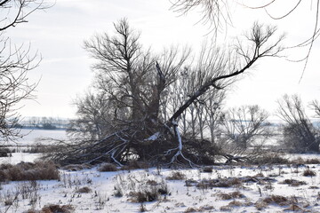 Wall Mural - swamp trees in snow