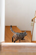 階段を下りる猫の後ろ姿　サバトラ猫