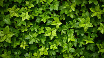 Canvas Print - green foliage texture, Leaf texture background. Generative Ai