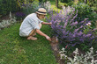 woman gardener in straw working in summer garden, removing weeds from flowerbed with catmint and stachys