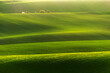 Beautiful lines of Moravian Tuscany. An agricultural landscape at sunset. Sown fields in spring. Green sun-drenched lawns with flowering trees.