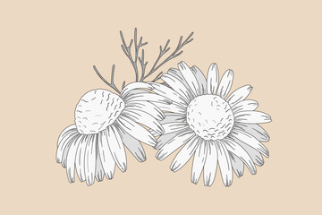 Wall Mural - Chamomile flowers. Camomile medicinal plant, herbal medicine and ingredient for tea or natural skincare beauty products. Floral vector illustration in sketch style