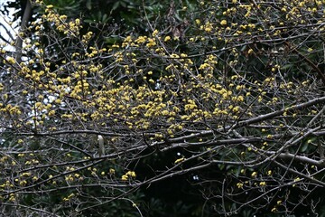 Canvas Print - Japanese cornel (Cornus officinalis) flowers. Cornaceae deciduous tree. Yellow flowers bloom in spring and red berries in autumn.