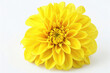 Closeup of a yellow flower isolated on a white background, featuring a big and shaggy appearance