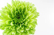 Closeup of a green flower isolated on a white background, featuring a big and shaggy appearance