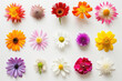Various colorful flowers on a white background