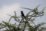 Fototapeta Paryż - beautiful black bird with a long tail in natural conditions on a spring sunny day in Kenya