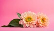 decoration concept made from flowers on pink pastel background.