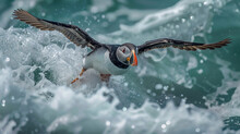 Atlantic puffin flying over atlantic ocean water