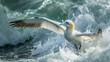 A northern gannet diving near the coast during a storm