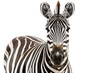 © john - zebra face shot isolated on transparent background cutout