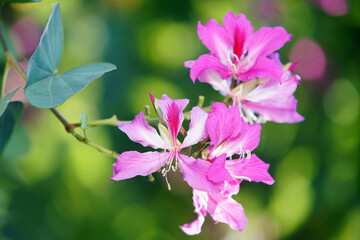 Wall Mural - purple orchid tree