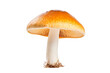 © Usama - Delicate Wonder: A Mushrooms Intricate Beauty. On a White or Clear Surface PNG Transparent Background.