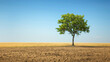 © stefanholm - Majestic tree standing in a vast barren landscape. The tree is healthy with leaves reaching towards a blue sky. Hope and the importance of protecting the environment for future generations.
