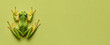 Little green frog on yellow background, banner.
