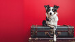 dog on a suitcase, rede background, holiday concept, pet journey, holiday with dog, copy space