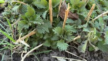 Bush of stinging nettle with young leaves and dry stems