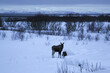 Moose in the snow. Vesteralen, Andoya, Norway 