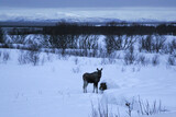 Fototapeta  - Moose in the snow. Vesteralen, Andoya, Norway 