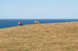 Horses grazing in summer by the sea. Asturias