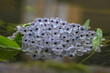 Newly-laid frogspawn in a garden pond
