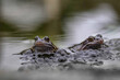 Common Frogs with frogspawn, in a garden pond.
