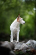 Portrait Terrier Jack Russell