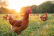 A flock of free-range chickens enjoying a sunny day in a lush green field, highlighting sustainable farming practices.