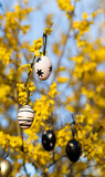 Fototapeta Sypialnia - easter eggs hanging on laburnum tree