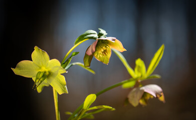 Poster - wild flowers in early spring