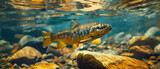 Fototapeta  - Trout swims underwater in mountain river, wild fish in freshwater of stream. Concept of salmon, wildlife, under water, fresh, nature