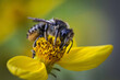 Female Leafcutter Bee feeding on a garden flower
