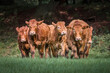 Pedigree Limousin cattle on farmland