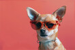 Close-up of a Chihuahua with Shades on Solid  Pink Background