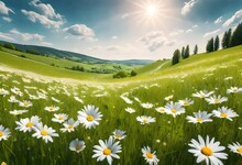 Beautiful Spring Background Nature With Blooming Glade Chamomile, Trees And Blue Sky On Sunny Day