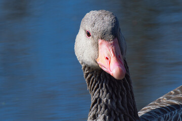 Sticker - portrait of a wild gray goose on a background of water