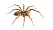 Spider Animal Ai Generative