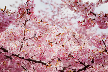 sakura flower (cherry blossom) in spring.