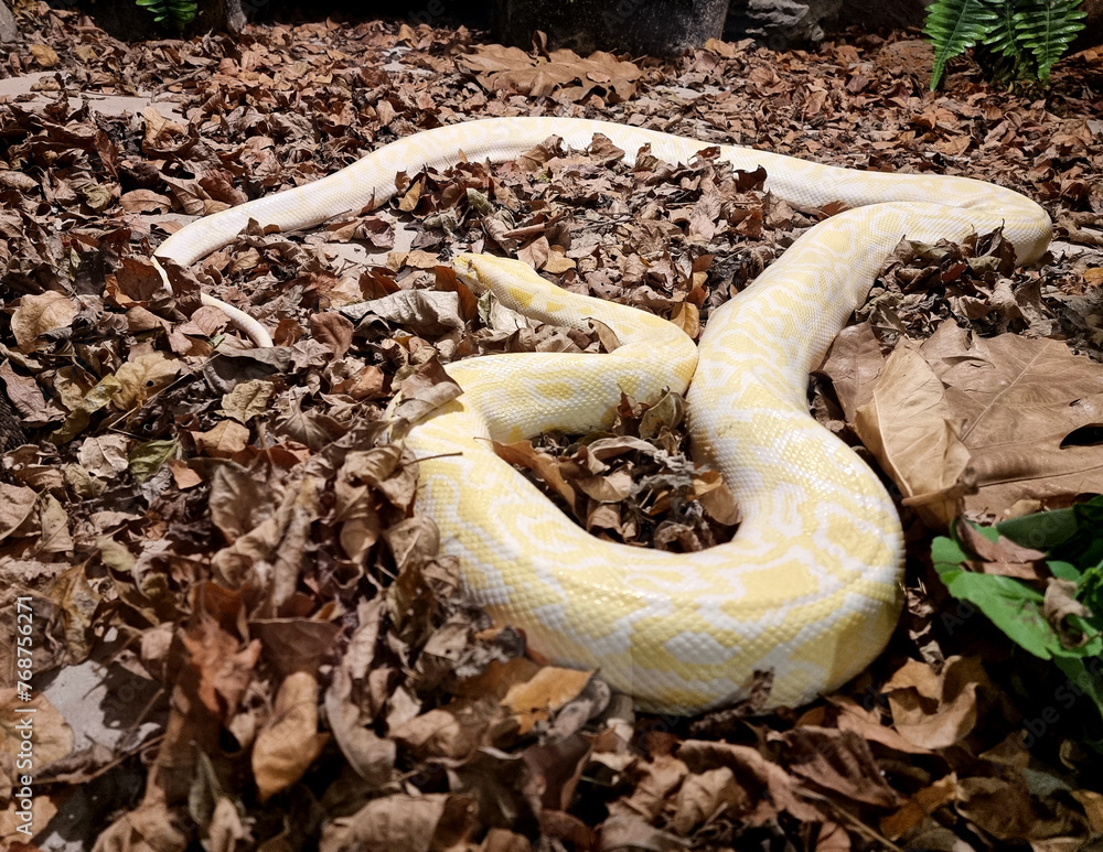 Albino reticulated python: python snake yellow lying on the ground at ...