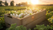 Radish Daikon harvested in a wooden box with field and sunset in the background. Natural organic fruit abundance. Agriculture, healthy and natural food concept. Horizontal composition.