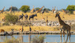 Photo of an African savannah with giraffes, elephants and zebras in the background, surrounded by antelope herds at the watering hole