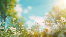 A Dreamy Springtime Vision Of Ethereal Chamomile Blossoms Dancing On A Sunlit Glade, Framed By The Serenity Of A Clear Blue Sky - A Perfect Harmony Of Nature's Bliss