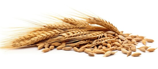 Fototapete - A close-up view of numerous wheat stalks clustered together on a plain white surface