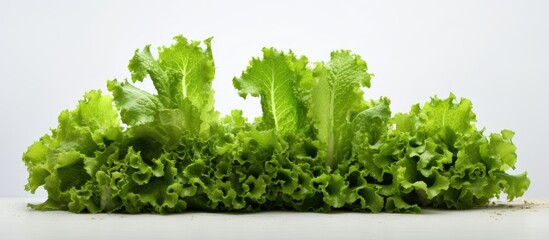 Aufkleber - Fresh green lettuce leaves gathered together on a wooden table surface