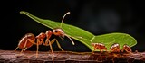 Fototapeta  - Close up of worker leafcutter ant Atta cephalotes cutting a leaf of Arachis pintoi with a drop of liquid in her jaws, a behavior still debated by scientists
