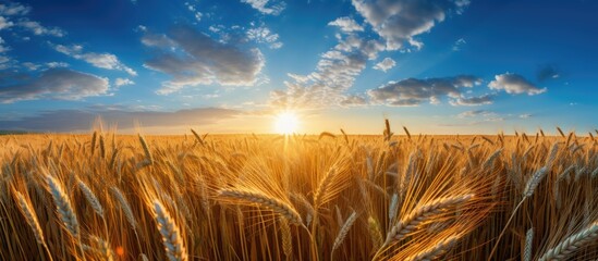 Poster - Golden wheat field illuminated by the sun's rays under a picturesque sky with dramatic clouds