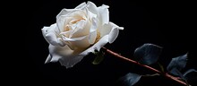 A Delicate White Rose With A Green Stem And Leaves Is Showcased Against A Dramatic Black Background